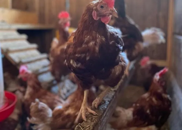 Winnebachhof Apartmán