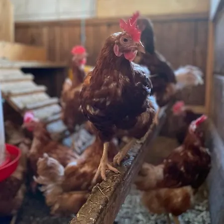 Winnebachhof Appartement